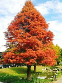 Trees in park during autumn