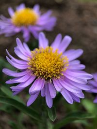 flowering plant