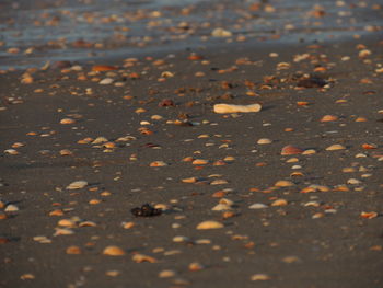 Close-up of dry leaves on sand