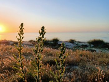 Close-up of plants growing on land against sky during sunset