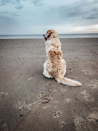 Dog sitting on beach