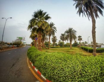 Empty road with trees in background