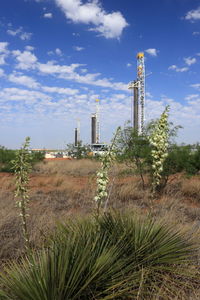 Plants growing on field against sky