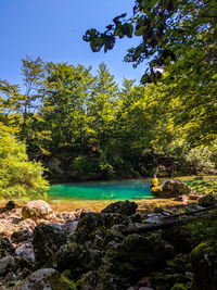 Scenic view of lake in forest against sky