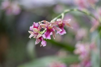 Close-up of bee on pink flower