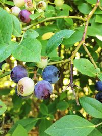 Close-up of fruits on tree