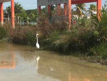 Bird in lake