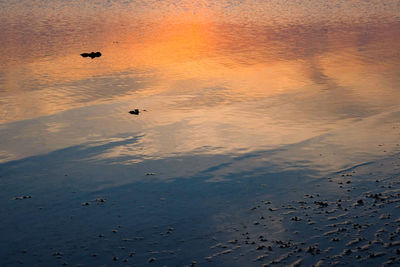 High angle view of birds on land during sunset