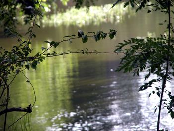 Plants growing in water