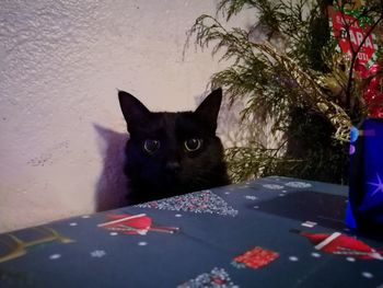 Portrait of black cat on purple wall