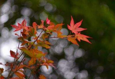 Close-up of orange maple tree during autumn