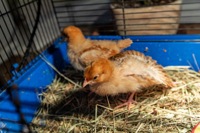 Close-up of a bird in cage