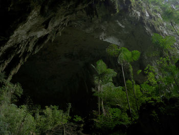 Scenic view of forest