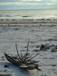 Driftwood on beach