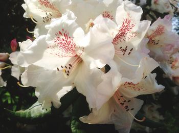 Close-up of white flowers