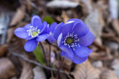 flowering plant
