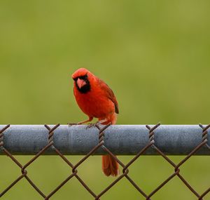 Close-up of bird perching on fence