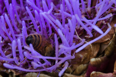 Close-up of insect on purple flower