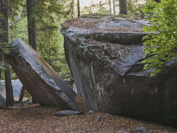 Close-up of tree trunk in forest