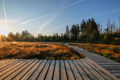 Plants growing on land against sky during autumn