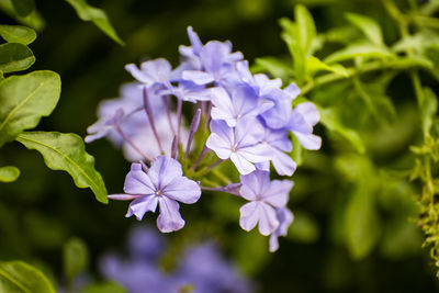 Close-up of purple flowering plant