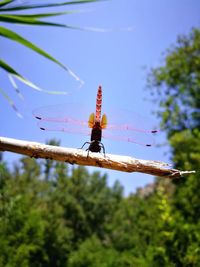 Low angle view of bee on tree against sky