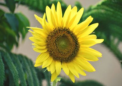 Close-up of sunflower