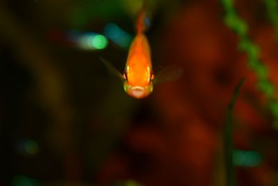 Close-up of orange jellyfish swimming in water