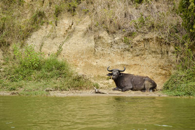 African buffalo