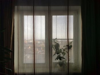 Potted plants seen through window at home