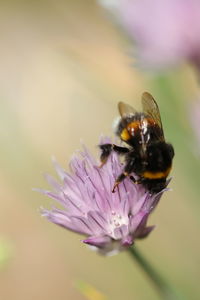 Close-up of bee on purple flower