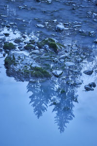 Reflection of tree in lake