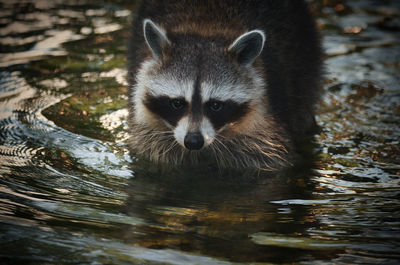 Portrait of a raccoon in water looking into the camera