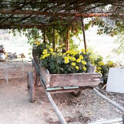 Plants growing on tree trunk
