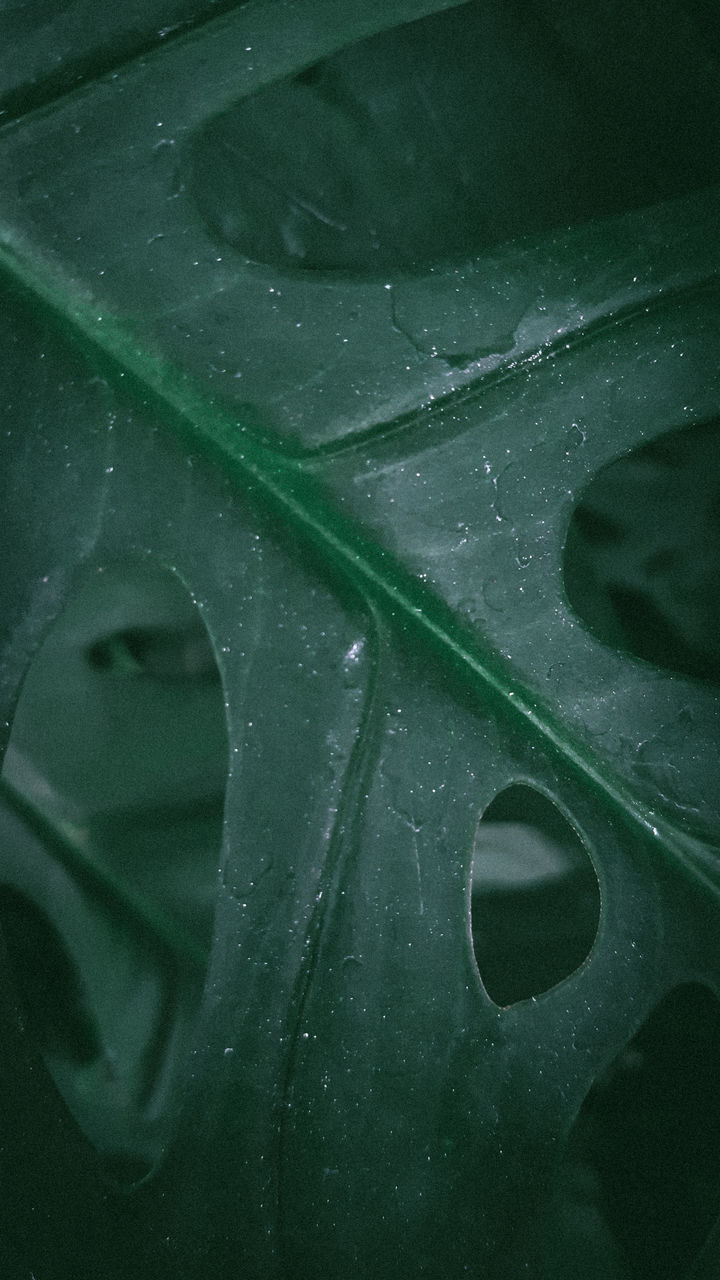 CLOSE-UP OF RAINDROPS ON GREEN LEAVES