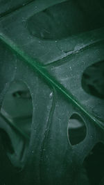 Full frame shot of raindrops on leaves