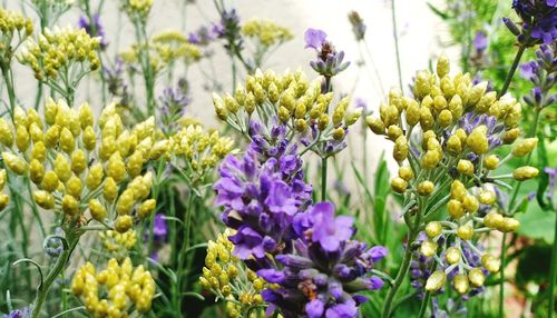 Close-up of purple flowering plants in park