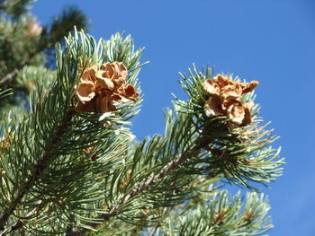 Low angle view of pine tree against sky