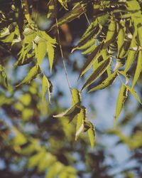 Close-up of leaves on plant