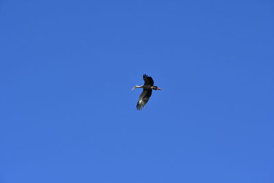 Low angle view of bird flying