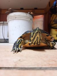 A colorful and healthy turtle. 