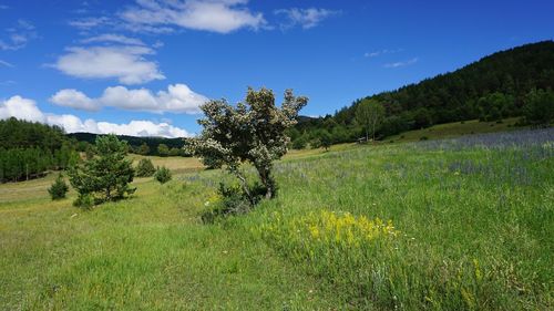 Scenic view of grassy field against sky