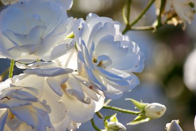 Close-up of white flowering plant