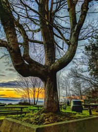 Bare trees on field against sky