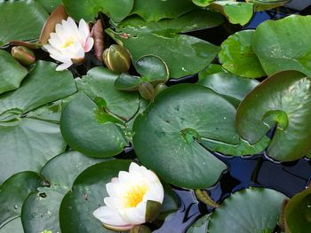 High angle view of water lily on leaves