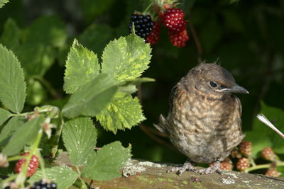 Close-up of bird perching on fresh green leaves