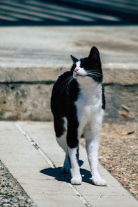 Cat sitting on footpath