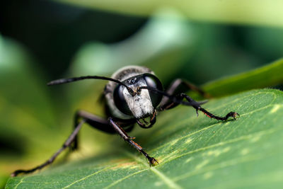 Close-up of black wasp on a leaf