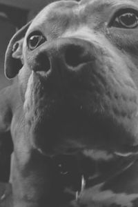 Close-up portrait of dog