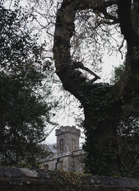 tree